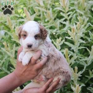 Max, Mini Bernedoodle Puppy