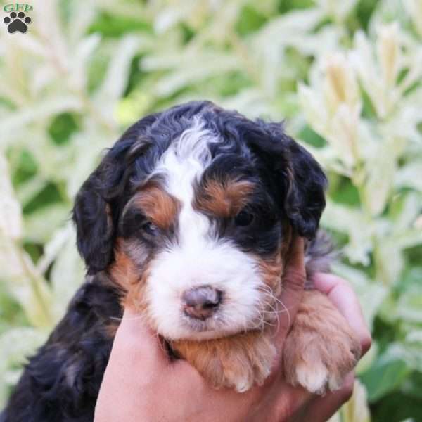 Jax, Mini Bernedoodle Puppy