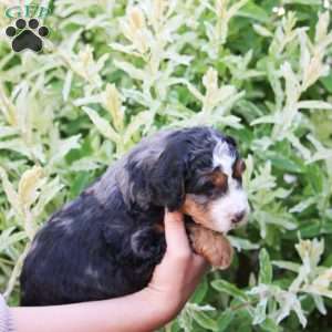 Jax, Mini Bernedoodle Puppy