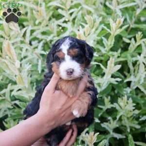 Jax, Mini Bernedoodle Puppy