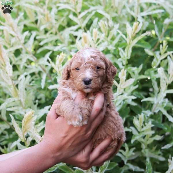 Penny, Mini Bernedoodle Puppy
