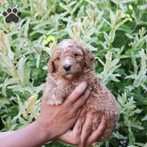 Penny, Mini Bernedoodle Puppy