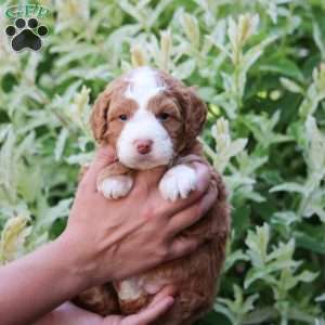 Mindy, Mini Bernedoodle Puppy