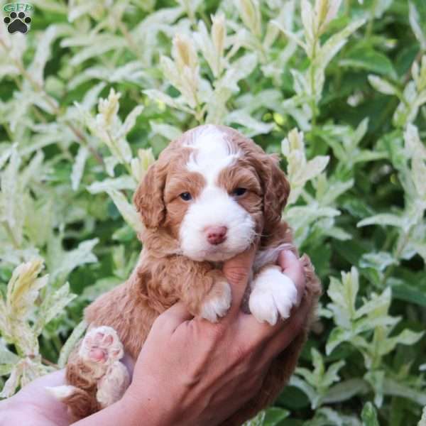 Mindy, Mini Bernedoodle Puppy