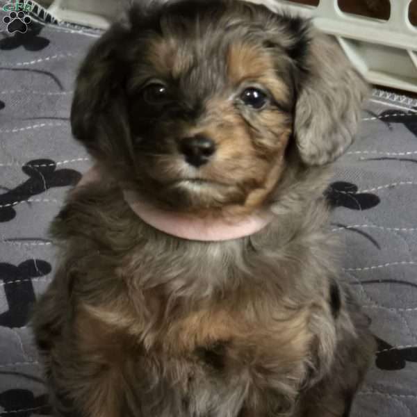 Paisley, Mini Aussiedoodle Puppy