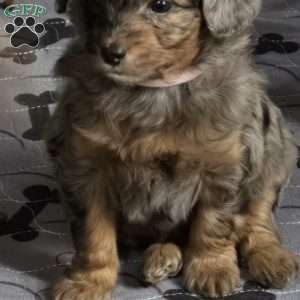 Paisley, Mini Aussiedoodle Puppy