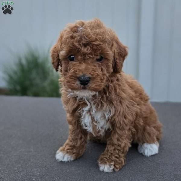 Dixie, Miniature Poodle Puppy