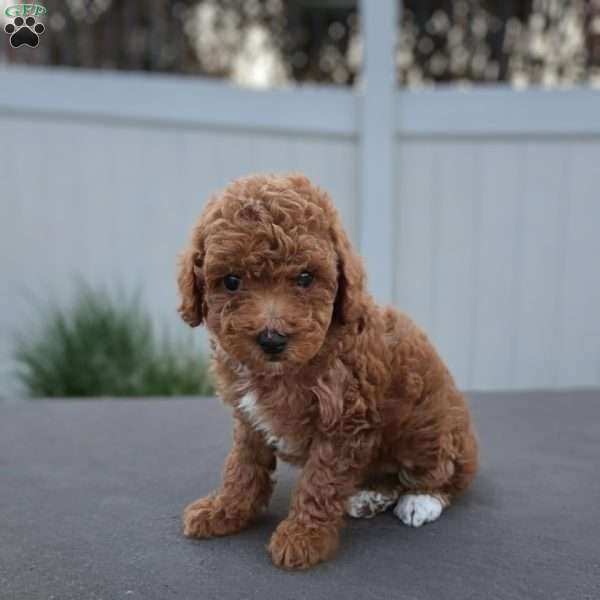 Diamond, Miniature Poodle Puppy