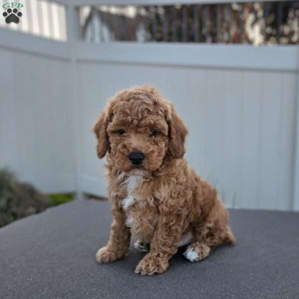 Dakota, Miniature Poodle Puppy