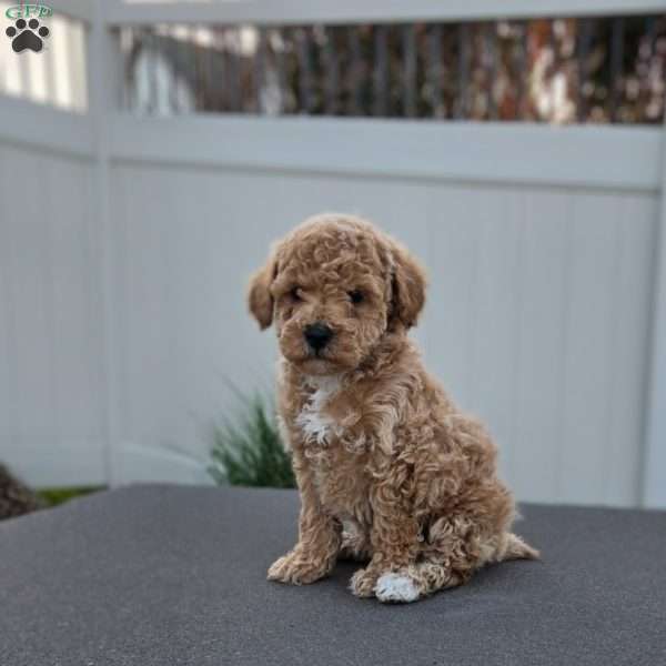 Dante, Miniature Poodle Puppy