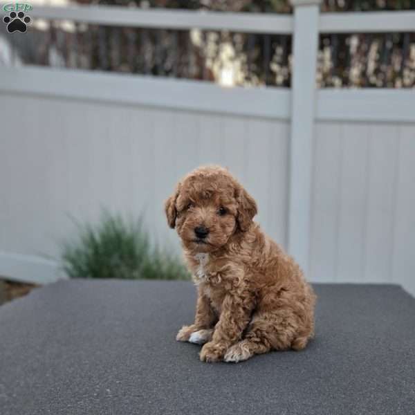 Diego, Miniature Poodle Puppy