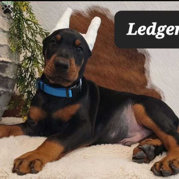 LEDGER, Doberman Pinscher Puppy