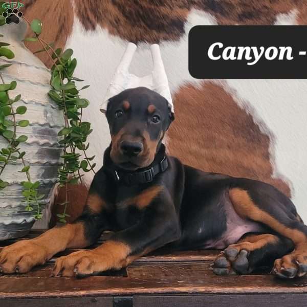 CANYON, Doberman Pinscher Puppy