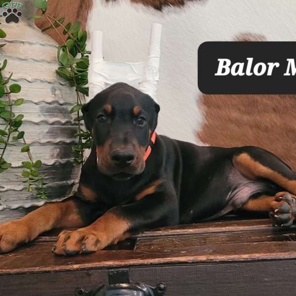 BALOR, Doberman Pinscher Puppy