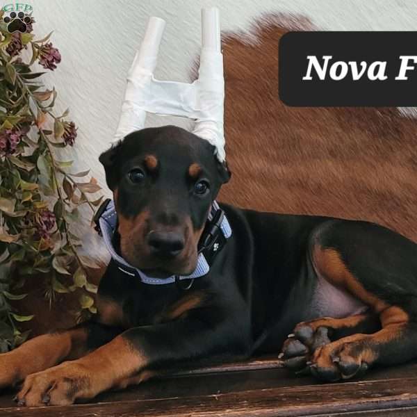 NOVA, Doberman Pinscher Puppy