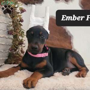 EMBER, Doberman Pinscher Puppy