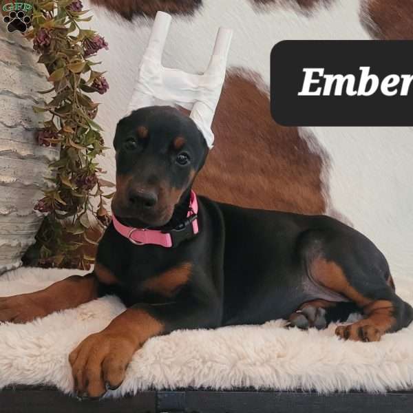 EMBER, Doberman Pinscher Puppy