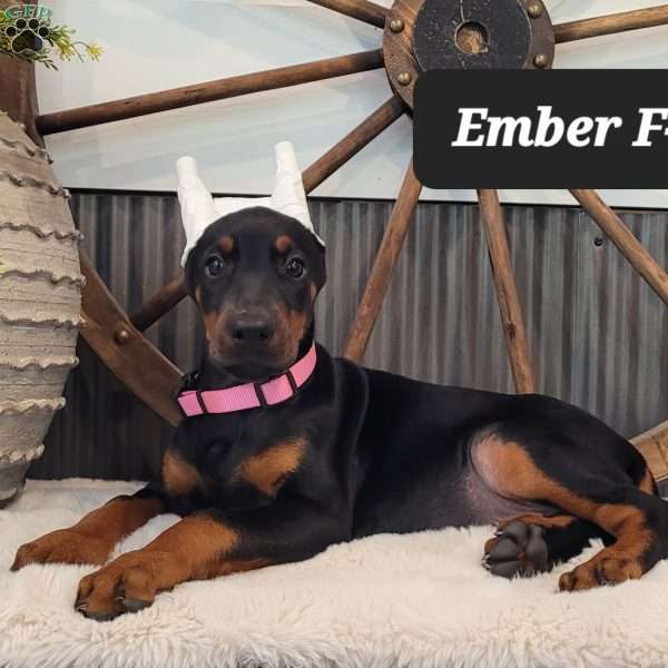EMBER, Doberman Pinscher Puppy