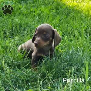 Priscilla, Dachshund Puppy