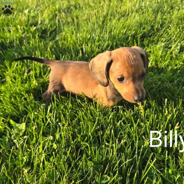 Billy, Dachshund Puppy