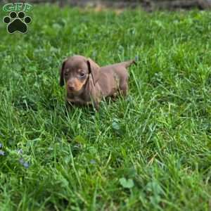 Priscilla, Dachshund Puppy