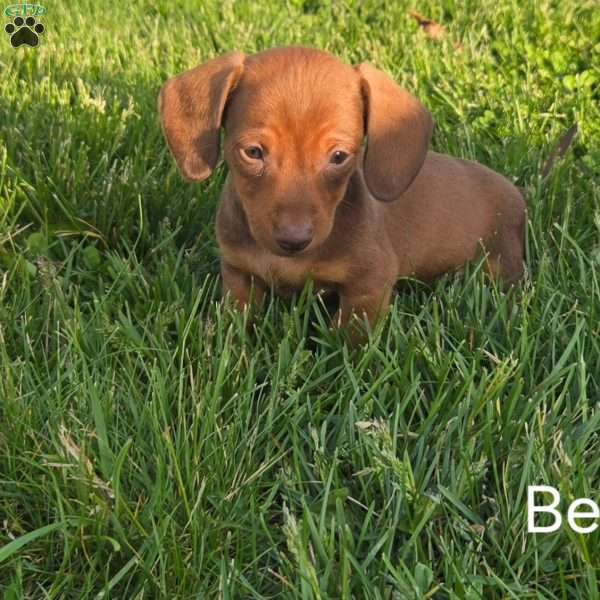 Ben, Dachshund Puppy