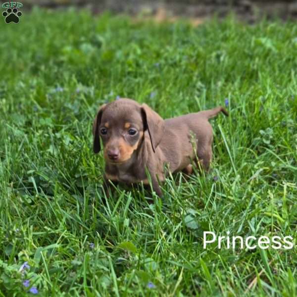 Princess, Dachshund Puppy