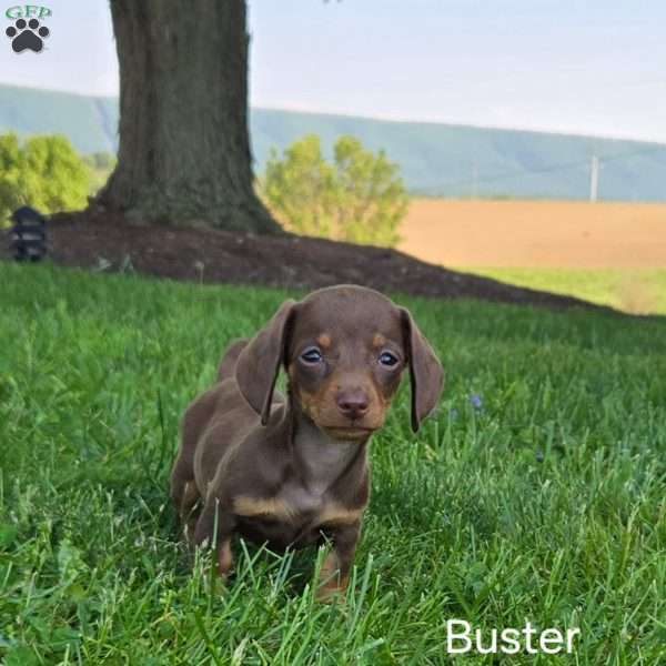 Buster, Dachshund Puppy