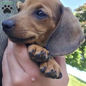 Billy, Dachshund Puppy