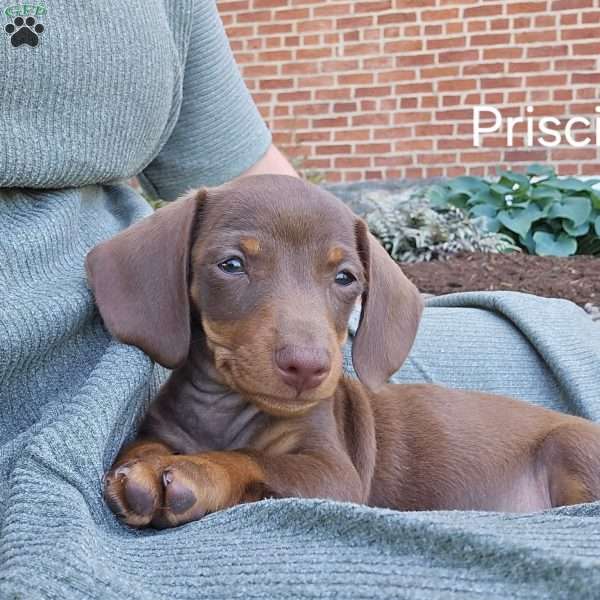 Priscilla, Dachshund Puppy