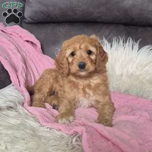 Chloe, Cockapoo Puppy