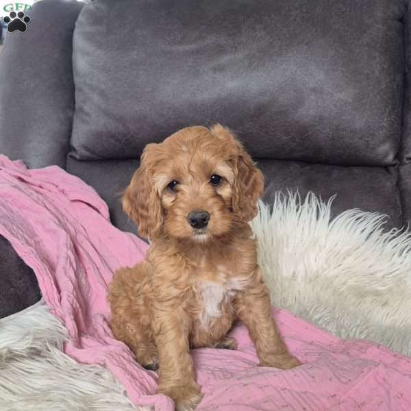 Chloe, Cockapoo Puppy