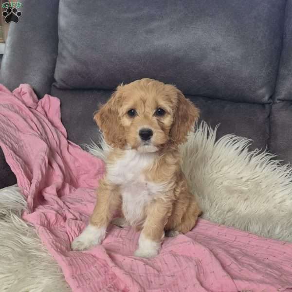 Ivy, Cockapoo Puppy