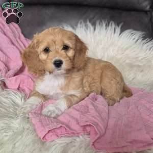 Ivy, Cockapoo Puppy