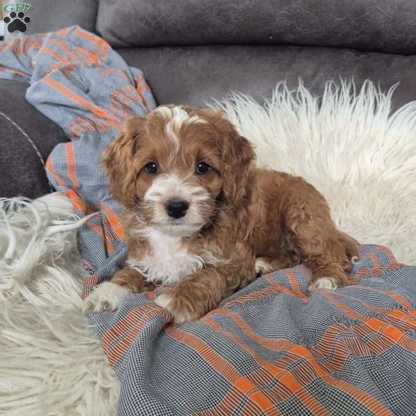 Riley, Cockapoo Puppy