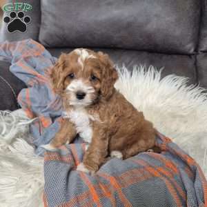 Riley, Cockapoo Puppy