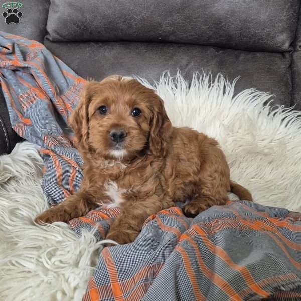 Rusty, Cockapoo Puppy