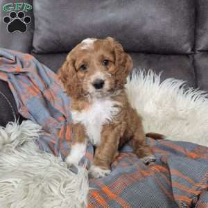 Fred, Cockapoo Puppy