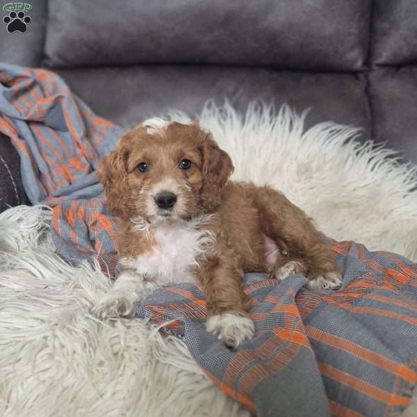 Fred, Cockapoo Puppy