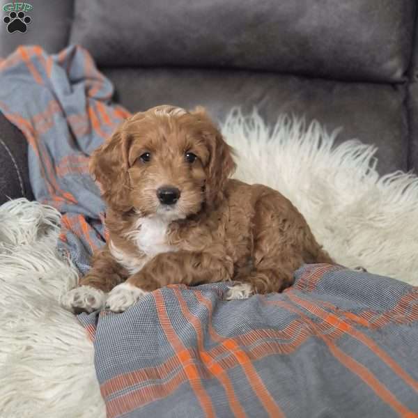 Bruno, Cockapoo Puppy
