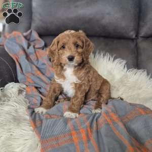 Bruno, Cockapoo Puppy