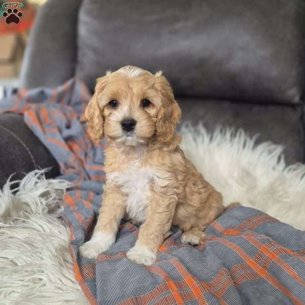 Brody, Cockapoo Puppy