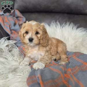 Brody, Cockapoo Puppy
