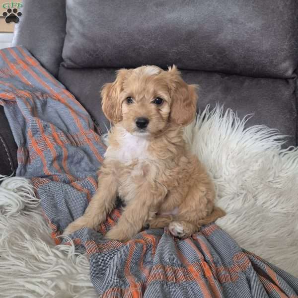 Joey, Cockapoo Puppy