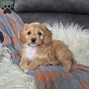 Joey, Cockapoo Puppy