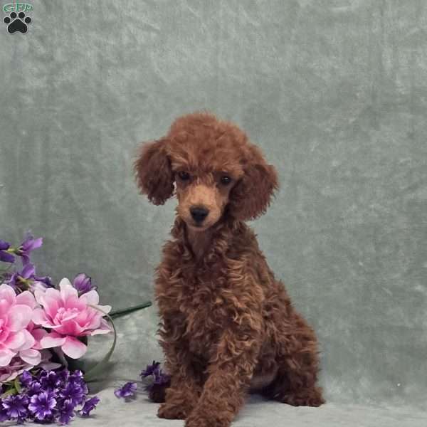 BJs Georgina, Miniature Poodle Puppy