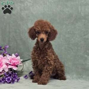 BJs Georgina, Miniature Poodle Puppy