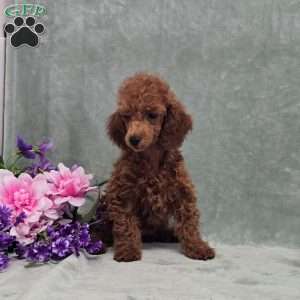 BJs Georgina, Miniature Poodle Puppy