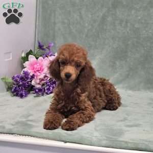 BJs Georgina, Miniature Poodle Puppy