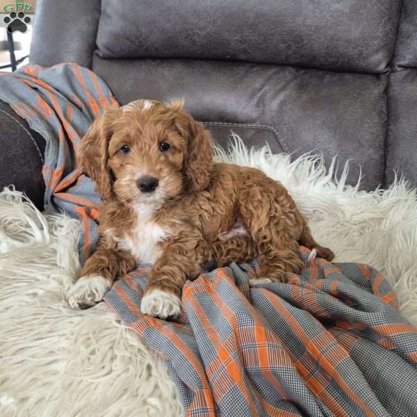 Bruno, Cockapoo Puppy